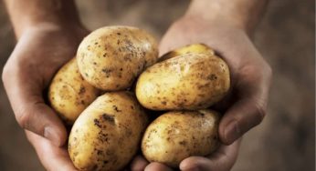 Sono un dottore e ti spiego perché non dovresti mai mangiare le patate che hanno questo aspetto