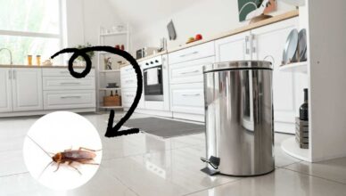 Cucina blatte